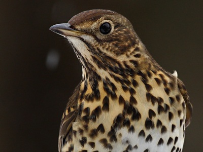 Tordo Bottaccio - Turdus philomelos